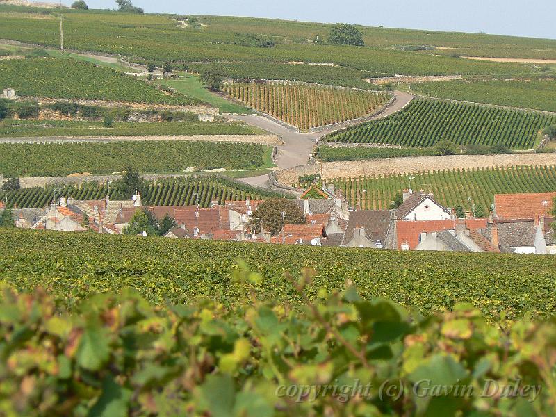Vineyards near Pommard P1130935.JPG
